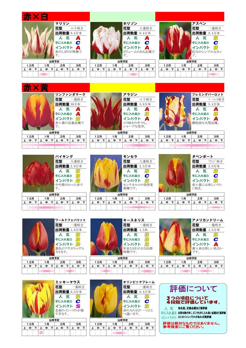 新潟チューリップ切花品種カタログ Moois モーイス