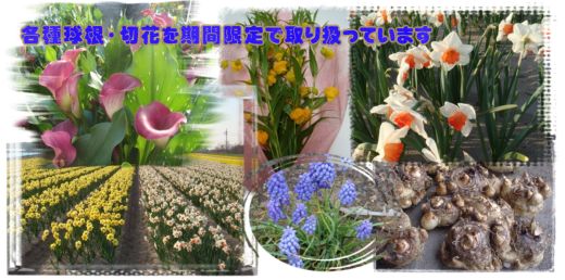 各種球根・切花販売